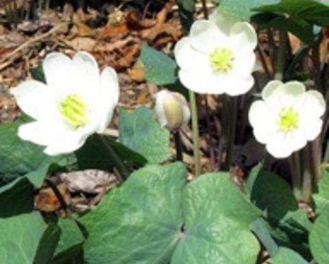 White jeffersonia diphylla