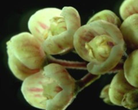 meliosma buds