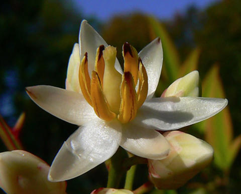 White nandina domestica photo by Yannick Staedler