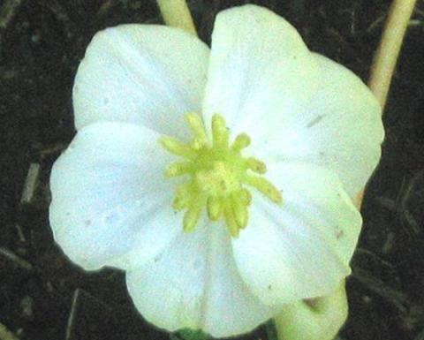 White podophyllum peltatum
