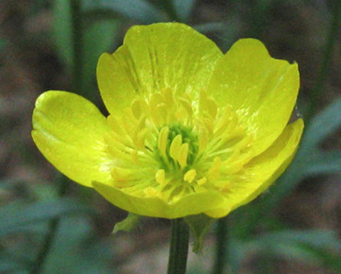 yellow ranunculus bulbosus