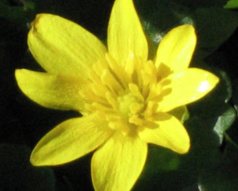 yellow ranunculus ficaria flower