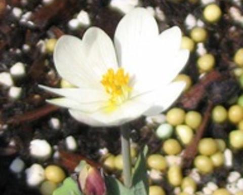 White sanguinaria canadensis