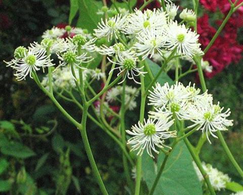 White trauvetteria carolinensis
