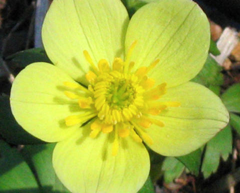 Yellow trollius laxus