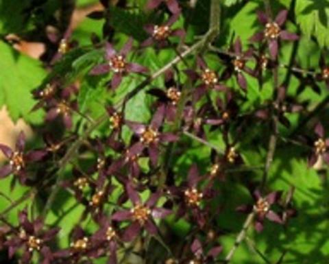 xanthorhiza simplicissima